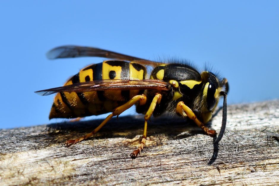 Hornets